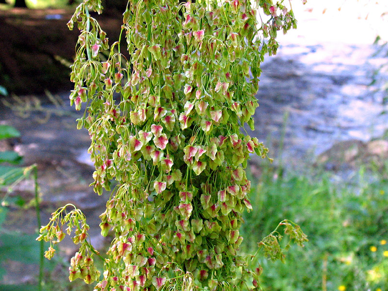 Rumex alpinus L. / Rabarbaro alpino.